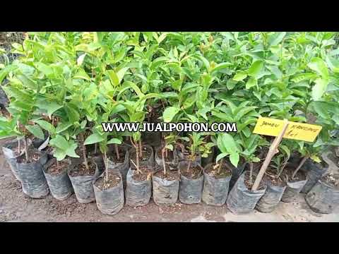 Siap Tanam! Bibit Jambu Air Kancing untuk Kebun Anda!