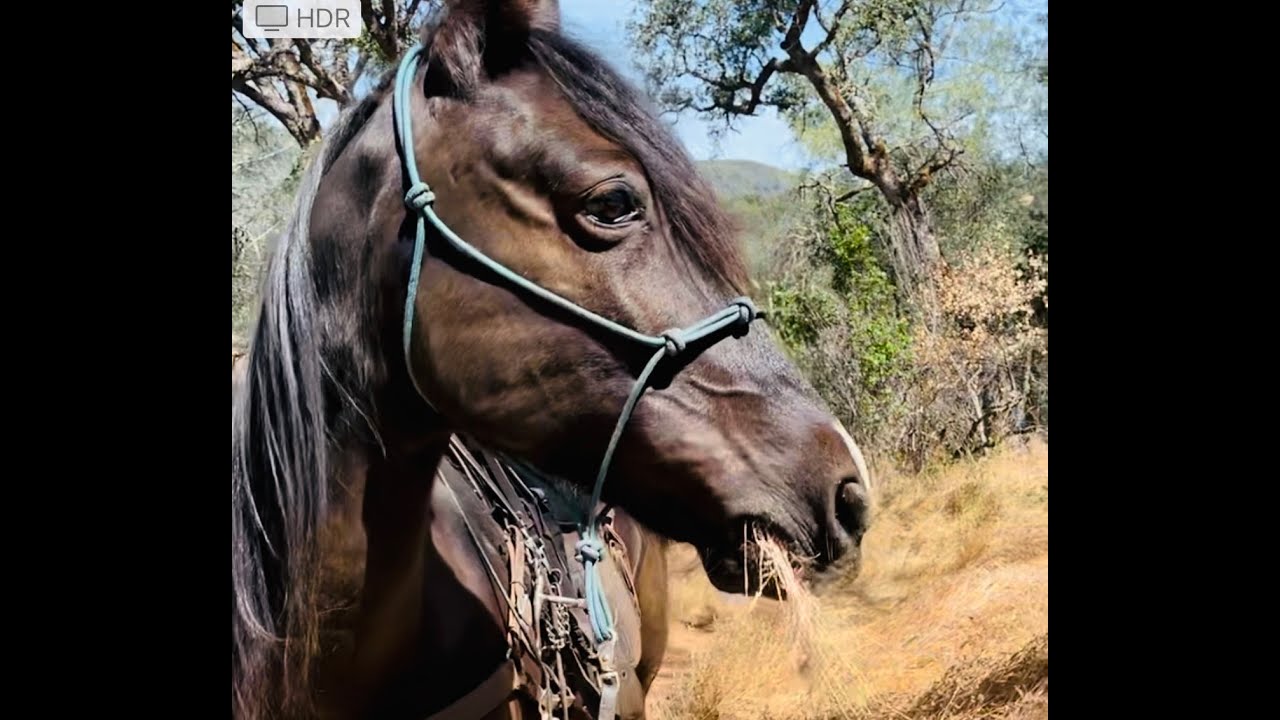 How to Gait and Keep Your Horse In Gait Rocky and Kentucky Mountain Horse Pacey and Trotty