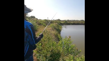 câu cá lóc vuông p9 #caucaloc #vinhrom #fishing