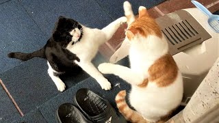 UFC: Ultimate Fighting Cats (6)