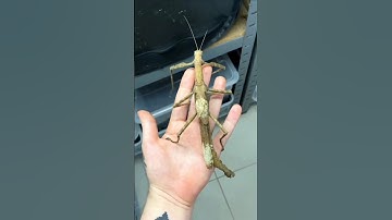 Top Learning Toolsfor🔥 TechEnthusiasts #shorts #shortsfeed #viralshorts🔥🙏