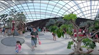 5K 360 Video: Sakura Festival, Flower Dome, Gardens By The Bay, Singapore (1).