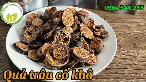 Quả Trâu cổ khô - Dược liệu quý hiếm, vô vàn công dụng!