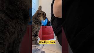 I love you, Katu #seniorcat #fospice #meowparlour #cat