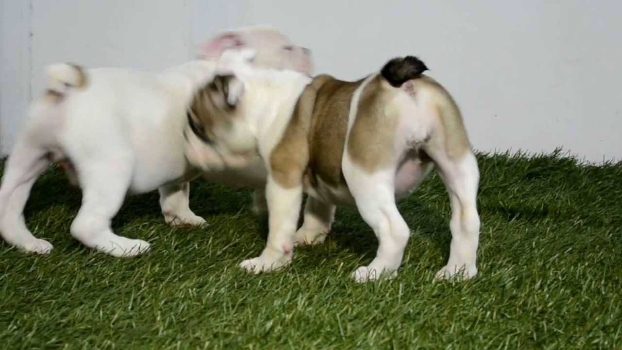 BULLCANES bulldog puppies for sale Newman Julieta Asha puppy paradise