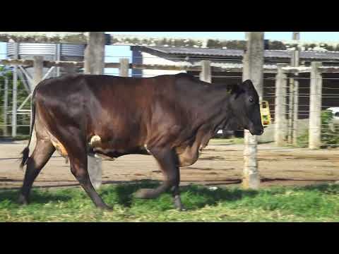 LOTE 39 736