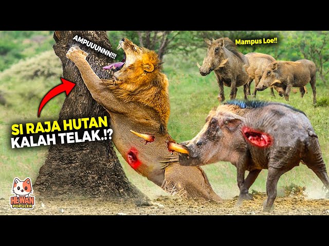 Raja Hutan Ketar Ketir Hadapi Warthog yang Beringas.! Inilah Momen Pertarungan Predator di Alam Liar class=