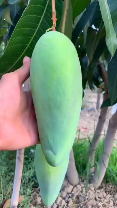 🥭 How To Cut Tasty Mango On My Farm 🥭ASMR | Fresh Fruit Cutting In My Farm