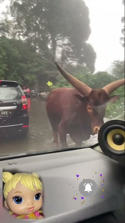 banteng mengamuk atau kontrol jalan⁉️🐃 #shorts