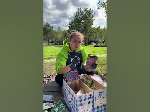 О посадке луковичных - YouTube
