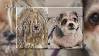 Española shelter dog competing in national makeover contest