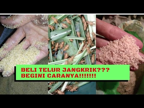 CARA BELI TELUR JANGKRIK MADU UNTUK PEMULA, WA 085608575111 