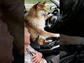 A Shiba Inu takes a sick elderly person to the hospital!#cute #funny #dog #cute
