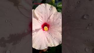 Hybrid Hibiscus flower? shorts flower garden