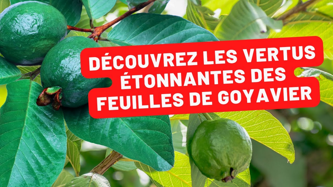 Les incroyables bienfaits des feuilles de goyavier
