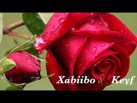 HEESTII MIYAA SODOH LOOGAFAA IYO CODKII XABIIBO KEYF 