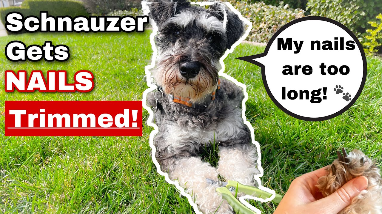 How I Cut my Schnauzer's Black Nails Safely🐾🐶 - YouTube