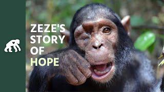 Get to Know Zeze's Tchimpounga Sanctuary Story of HOPE