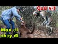 PitBull Thợ Săn Số 1 Việt Nam Truy Đuổi Quái Thú | Khôi Tv