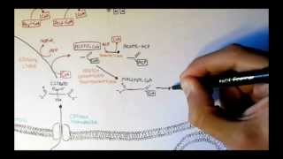 Human Metabolism Map V  Fatty Acid Synthesis