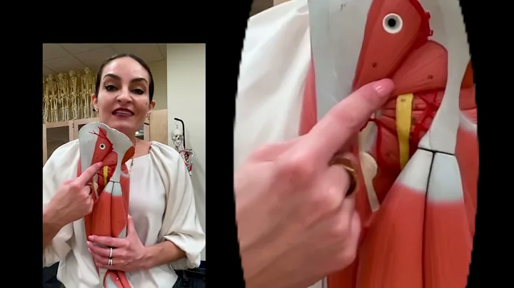 Dr. Benaduce: Gluteal Region Muscles (Lower limb model)