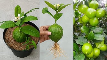 Grow lemon unique way || lemon tree from lemon