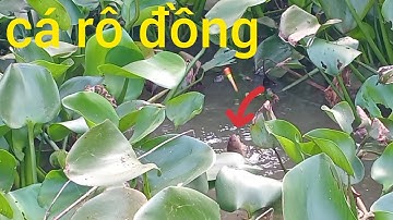 câu cá hay con kênh đám lục bình cá rô đồng: cuộc sống cô đơn:
