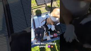 Bullterrier Puppies