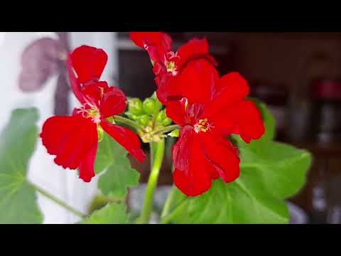 Video: Spindly Geraniums - Šta učiniti sa dugogim geranijumima