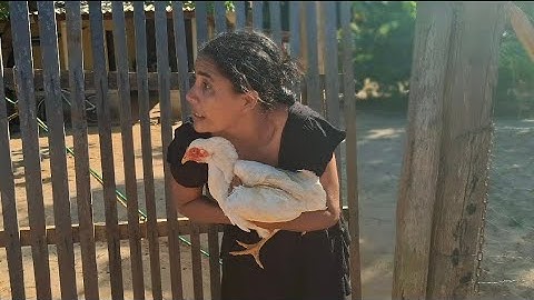 A ladrona de galinha, o mistério do quintal resolvido