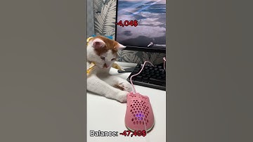 My cat open cases # #cs2 #cs2stream #gaming #cs2clips #cat #cs2live #gamer #opencase #csgo