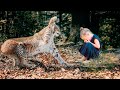 The parents cried when they learned how the lynx repaid them for its rescue...