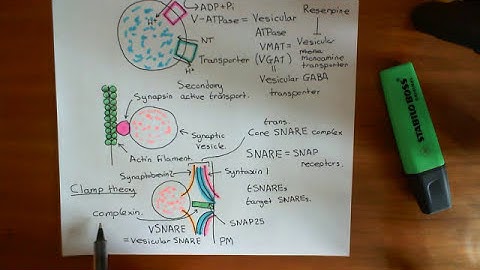 Neurotransmitter Release Part 2