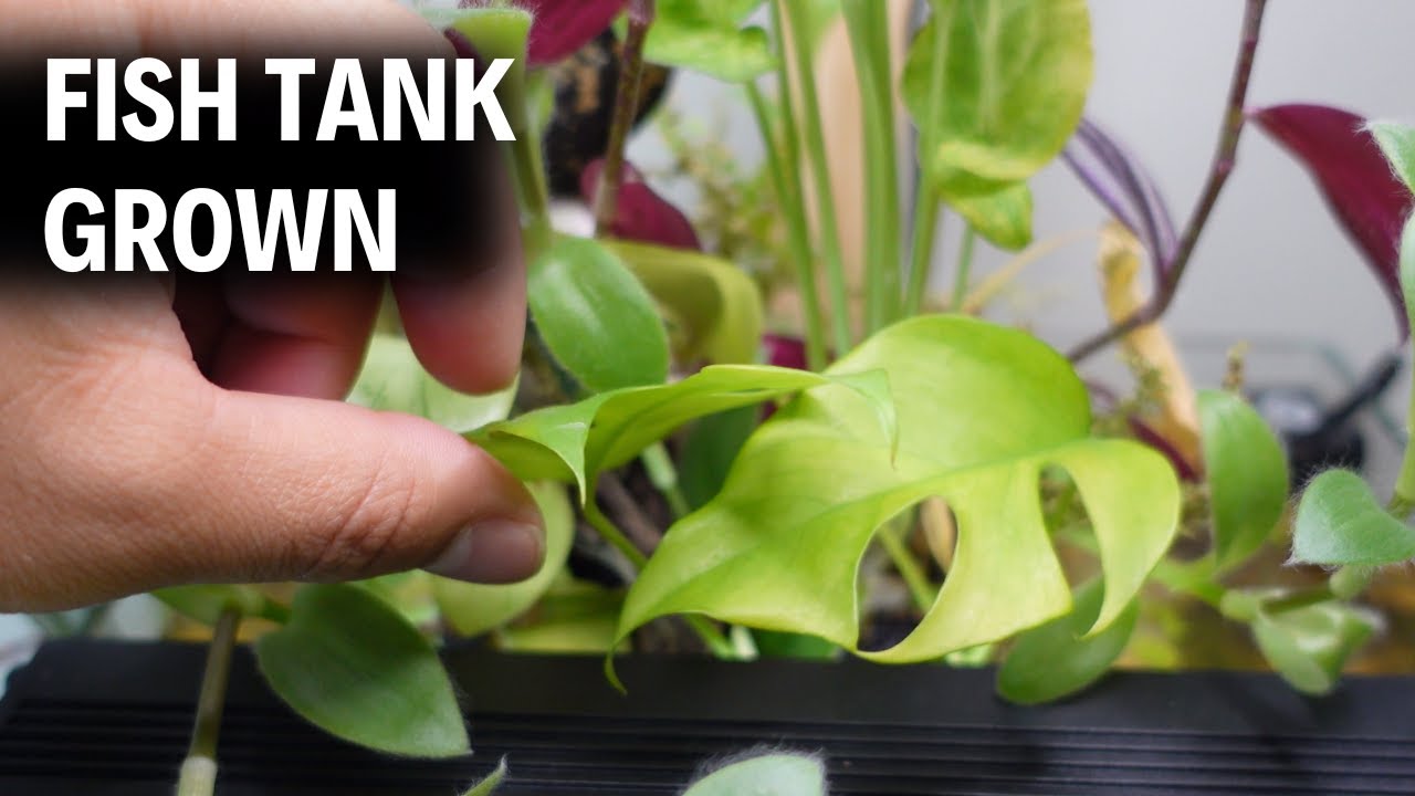 10-house-plants-you-can-put-in-your-aquarium-youtube