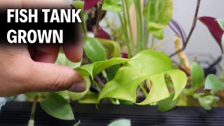 10 House Plants You Can Put In Your Aquarium