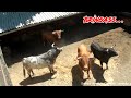 Sapi banteng bringas ngamuk di kandang 