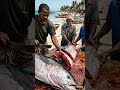 Bajuni Fishermen Cut Giant Tuna On Shore Triballife Tribalfood Shorts Bajuni Fishermen Cut Giant Tuna On Shore Triballife Tribalfood Shorts