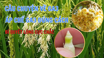 CNN| CÂU CHUYỆN VỀ GA3 - ÁP CHẾ GA3 ĐÚNG CÁCH VÀ BÍ QUYẾT GIÚP LÓNG CỰC CHẮC