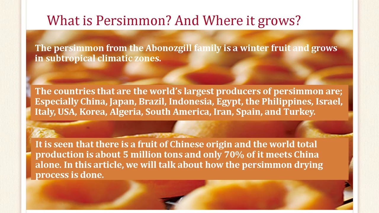 How to Dry Persimmon Persimmon Drying Process Persimmon Drying - YouTube