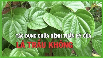 Tác Dụng Chữa Bệnh Thần Kỳ Của Lá Trầu Không I Trầu Không Tiêu Viêm Kháng Khuẩn I Sống Khỏe 360
