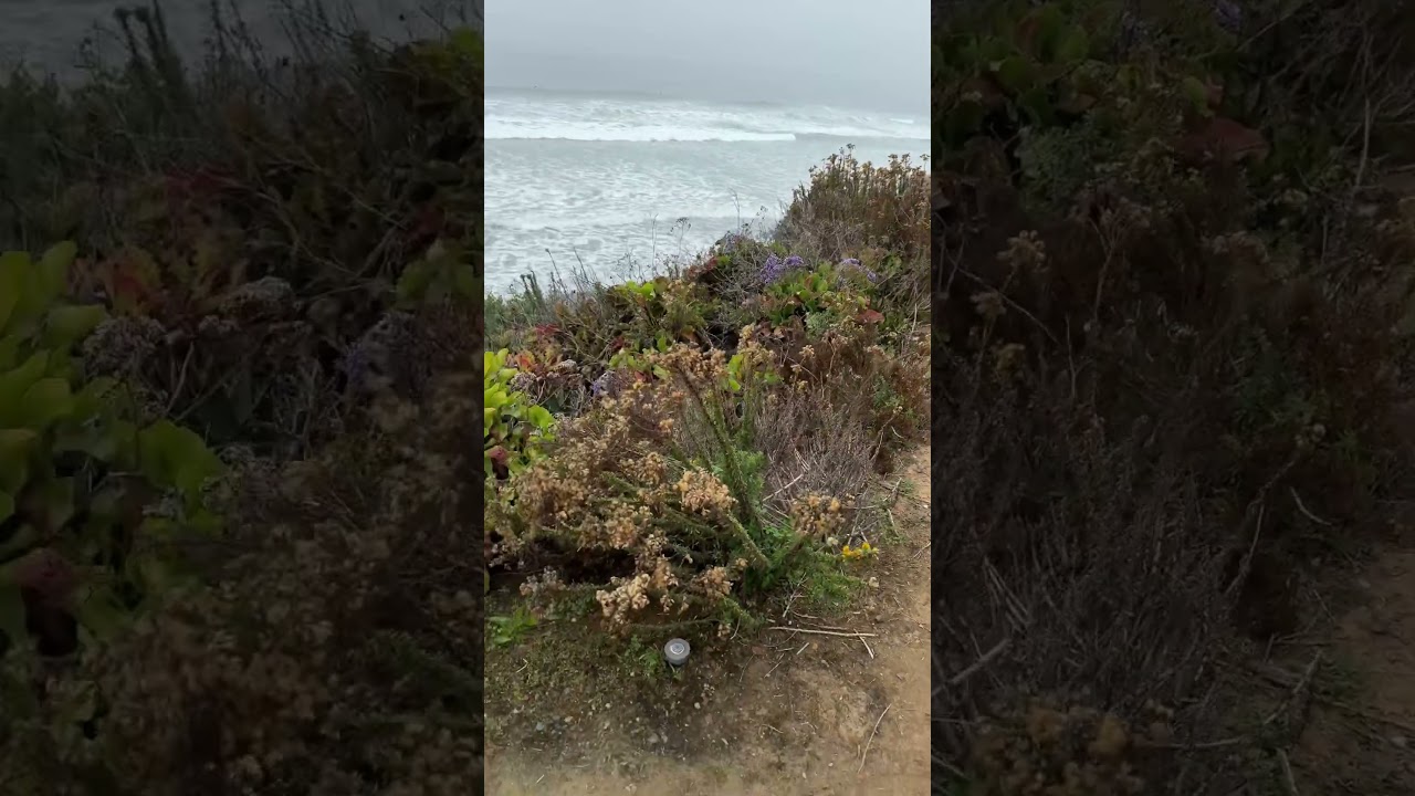 🌊 La Jolla Shores Pier from the Scripps Coastal Trail 🏃