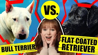 BULL TERRIER VS FLAT COATED RETRIEVER by Fenrir Bull Terrier Show 550 views 3 years ago 6 minutes, 17 seconds