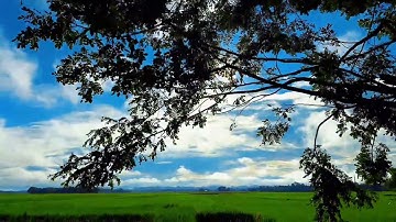 Sunrise Video | Morning Vibes | Beautiful paddy fields | 