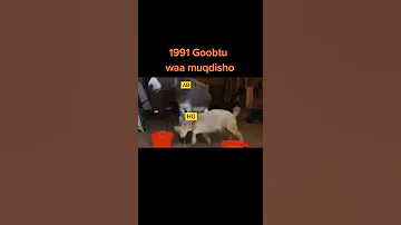Abgaal Vs Habar Gidir Goat Vs Donkey 