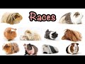 Races de cochons dinde