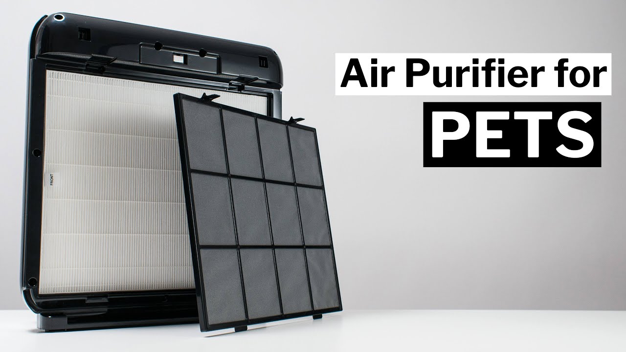 The Best Air Purifier for Pets YouTube