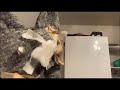 [ネコ] ケガの具合