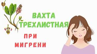 Вахта трехлистная - полезные свойства и применение | Аптека трав