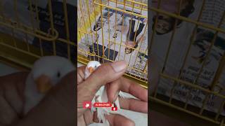 Treatment of ill finch #zebrafinch#cutebirds #shorts#Hardeep_lally