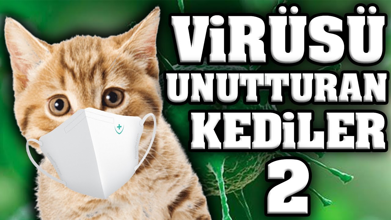 Konusan Kediler 100 Bolum Kedi Hayvanlari Blog